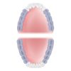 Mouth Area Molars 600x600 24
