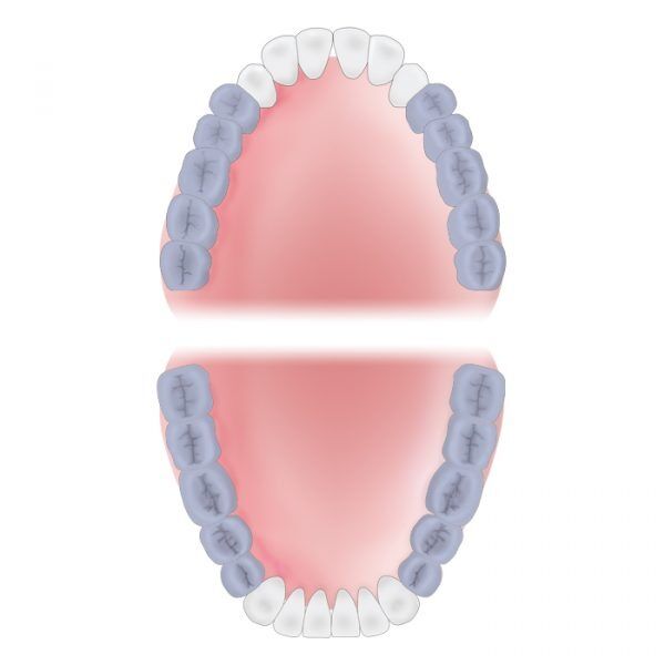 Mouth Area Molars 600x600 24